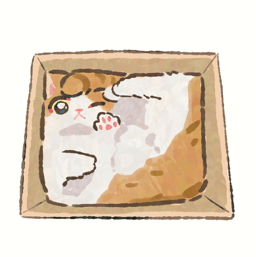 Cat in Box Cat in Box
